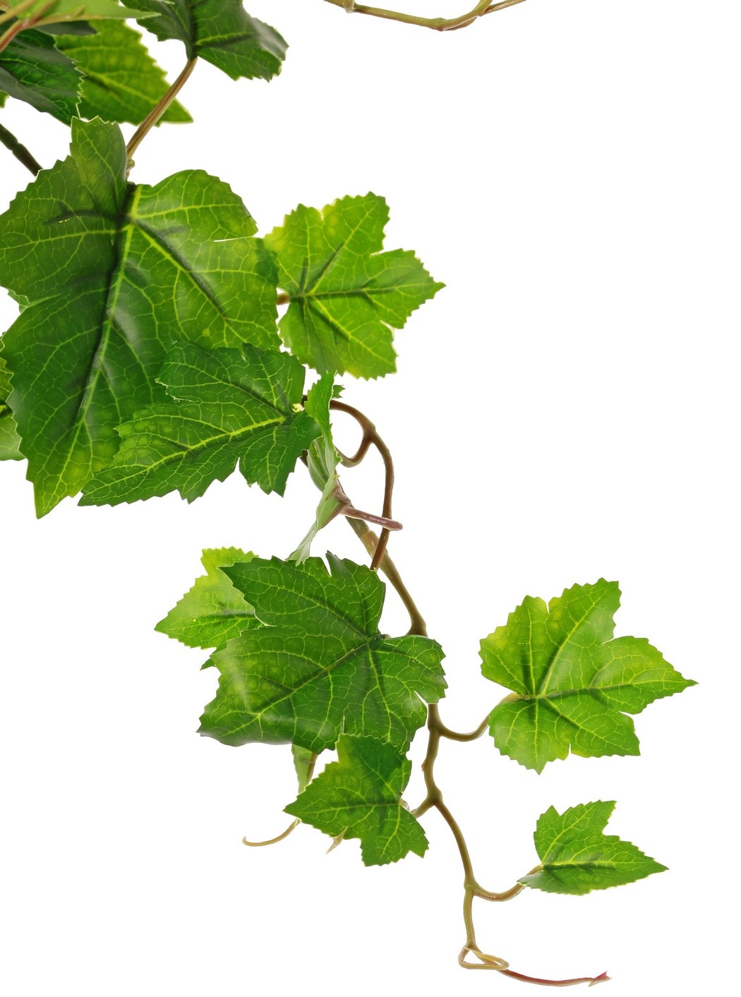 Planta de hoja de vid (Vitis) 'mediana', 9 x ramas con 10 brotes y 30 hojas, 48 cm, RECICLADA