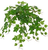 Ivy (Hedera) plant 'large', 10 x branches with 10 shoots & 38 leaves, 55 cm, RECYCLED