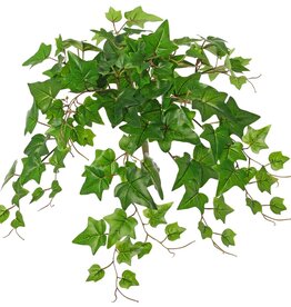 Klimop (Hedera) plant 'large', 10 x vertakt met 10 uitlopers & 38 bladeren, 55 cm, RECYCLED