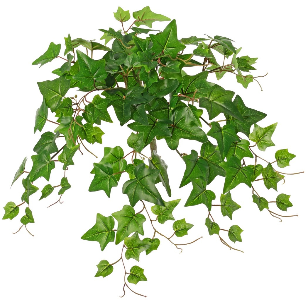 Planta de hiedra (Hedera) 'grande', 10 x ramas con 10 brotes y 38 hojas, 55 cm, RECICLADA