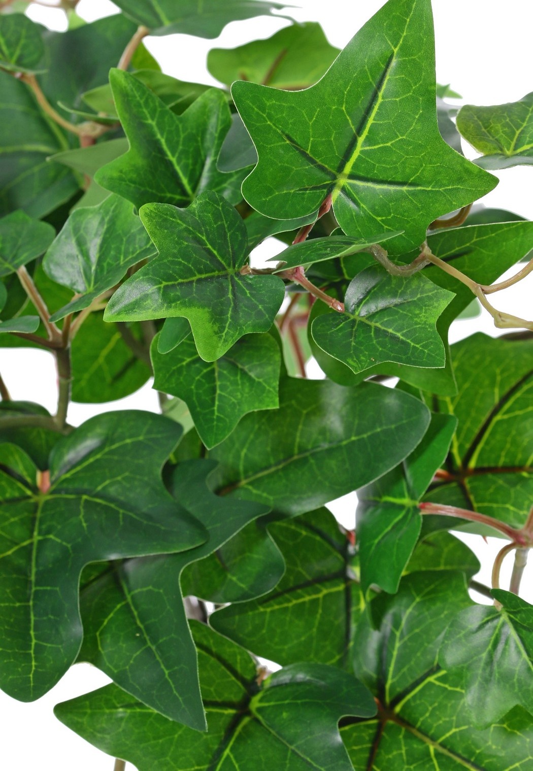 Planta de hiedra (Hedera) 'grande', 10 x ramas con 10 brotes y 38 hojas, 55 cm, RECICLADA