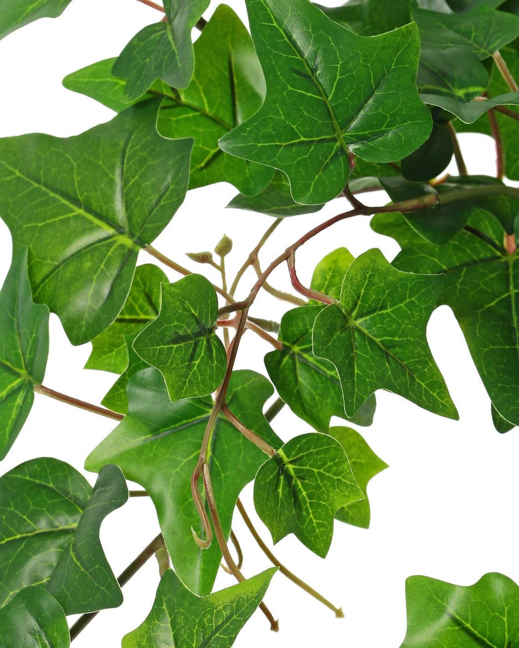 Ivy (Hedera) plant 'large', 10 x branches with 10 shoots & 38 leaves, 55 cm, RECYCLED