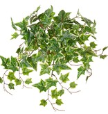 Ivy (Hedera) plant 'large', 10 x branches with 10 shoots & 38 leaves, 55 cm, RECYCLED