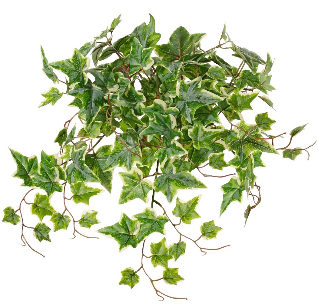 Ivy (Hedera) plant 'large', 10 x branches with 10 shoots & 38 leaves, 55 cm, RECYCLED