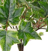 Efeu (Hedera) Pflanze 'groß', 10 x verzweigt mit 10 Trieben & 38 Blättern, 55 cm, RECYCELT