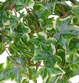 Planta de hiedra (Hedera) 'grande', 10 x ramas con 10 brotes y 38 hojas, 55 cm, RECICLADA