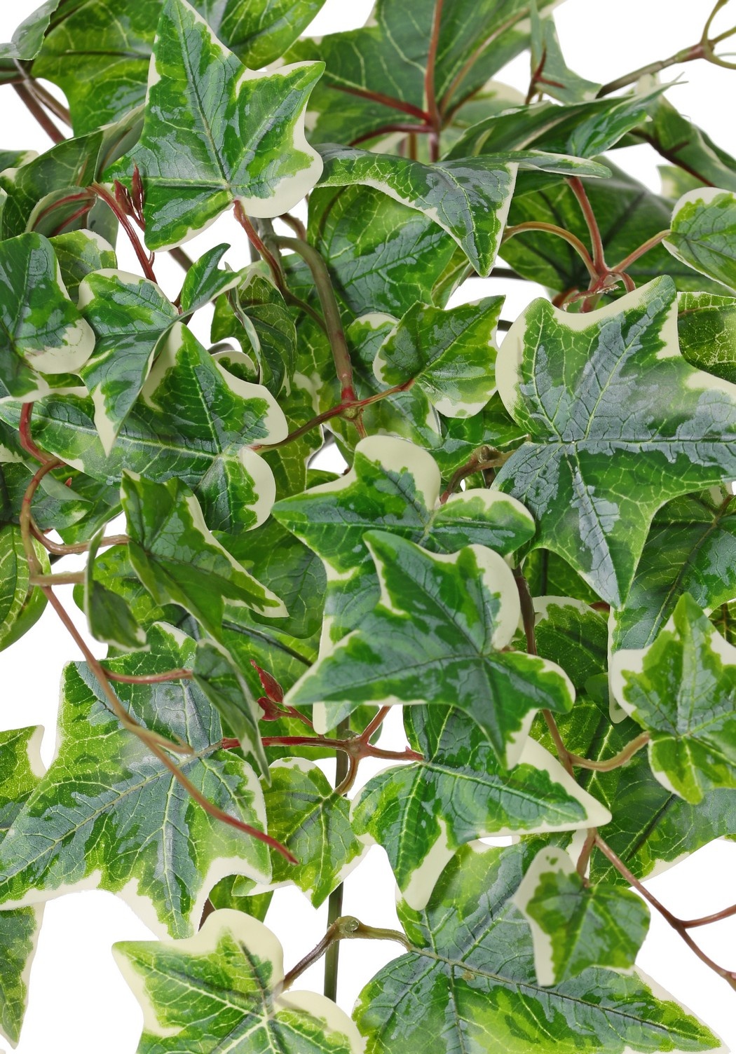 Planta de hiedra (Hedera) 'grande', 10 x ramas con 10 brotes y 38 hojas, 55 cm, RECICLADA