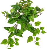 Pothospflanze 'groß', 10 x verzweigt mit 10 Trieben & 38 Blättern, 55 cm, RECYCELT
