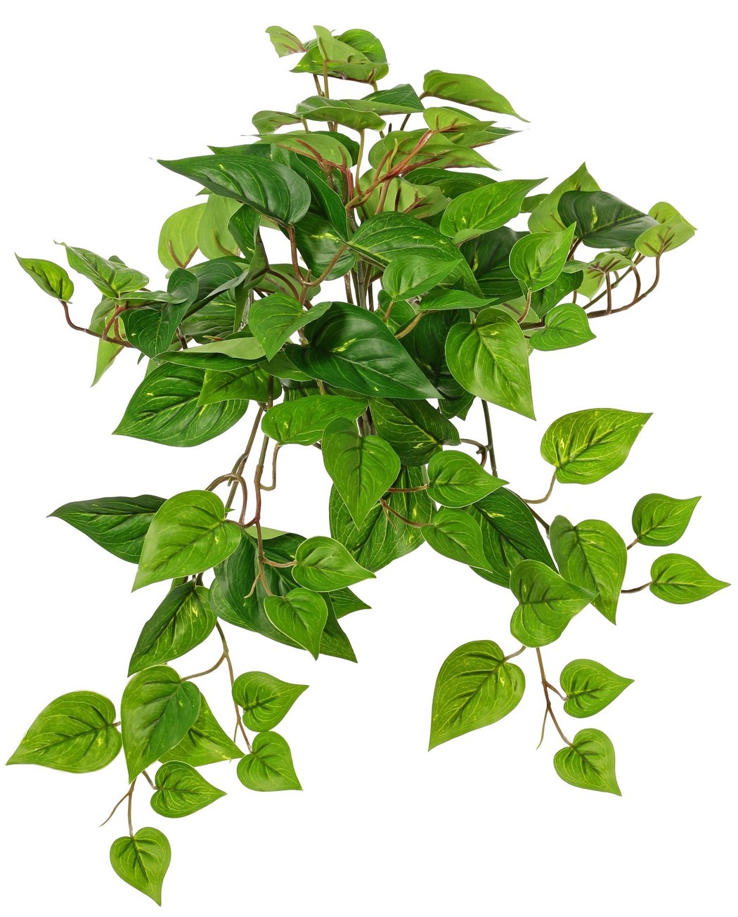 Pothos plant 'large', 10 x branches with 10 shoots & 38 leaves, 55 cm, RECYCLED