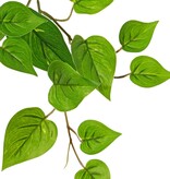 Pothos plant 'large', 10 x branches with 10 shoots & 38 leaves, 55 cm, RECYCLED