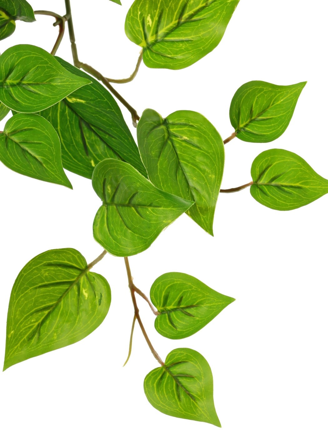Pothos plant 'large', 10 x vertakt met 10 uitlopers & 38 bladeren, 55 cm, RECYCLED