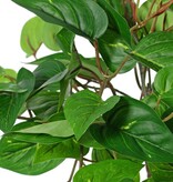 Pothos plant 'large', 10 x branches with 10 shoots & 38 leaves, 55 cm, RECYCLED