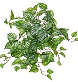 Planta Scindapsus (Epipremnum) 'grande', 10 x ramas con 10 brotes y 38 hojas, 55 cm, RECICLADA