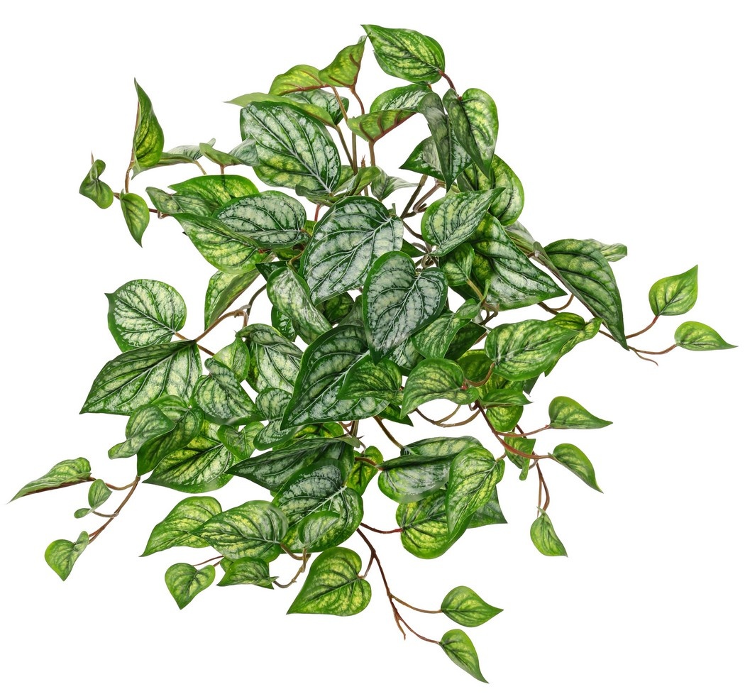 Scindapsus (Epipremnum) plant 'large', 10 x vertakt met 10 uitlopers & 38 bladeren, 55 cm, RECYCLED