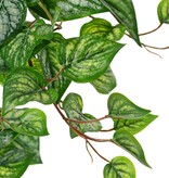 Scindapsus (Epipremnum) Pflanze 'groß', 10 x verzweigt mit 10 Trieben & 38 Blättern, 55 cm, RECYCELT
