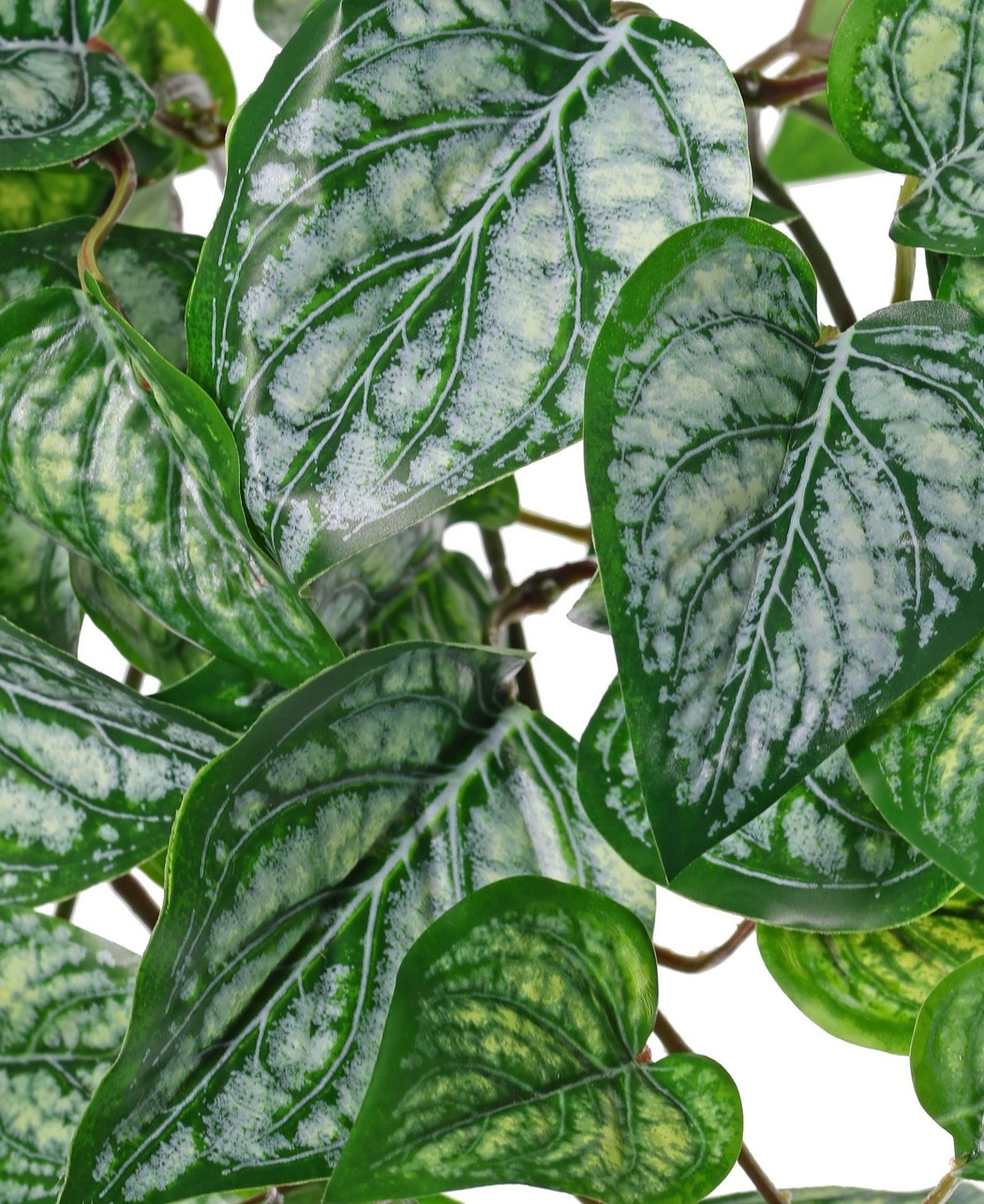 Scindapsus (Epipremnum) plant 'large', 10 x vertakt met 10 uitlopers & 38 bladeren, 55 cm, RECYCLED