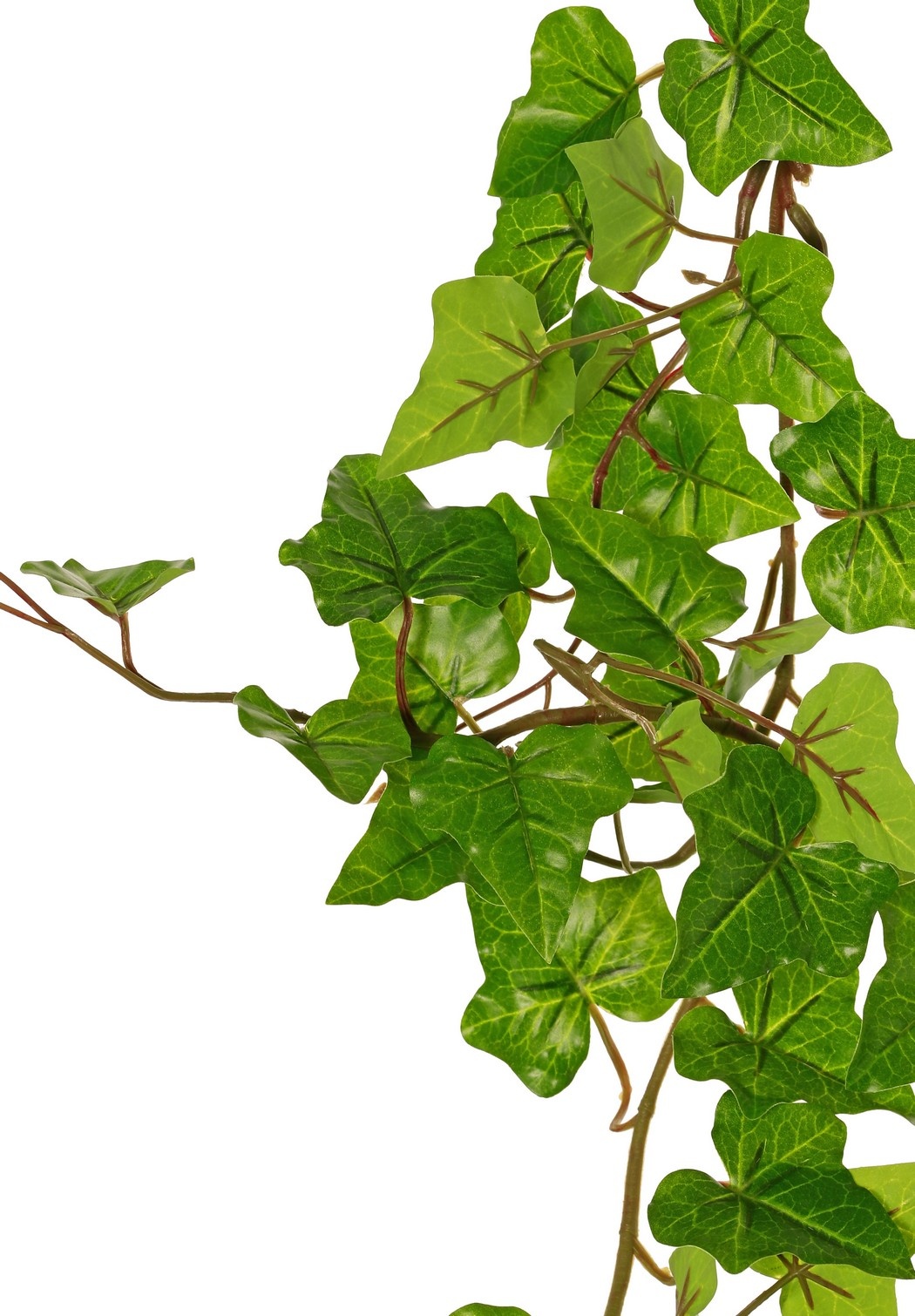 Hedera hibernica slinger (Atlantische klimop), 'basic' met 76 PE bladeren, UV bestendig, 150 cm