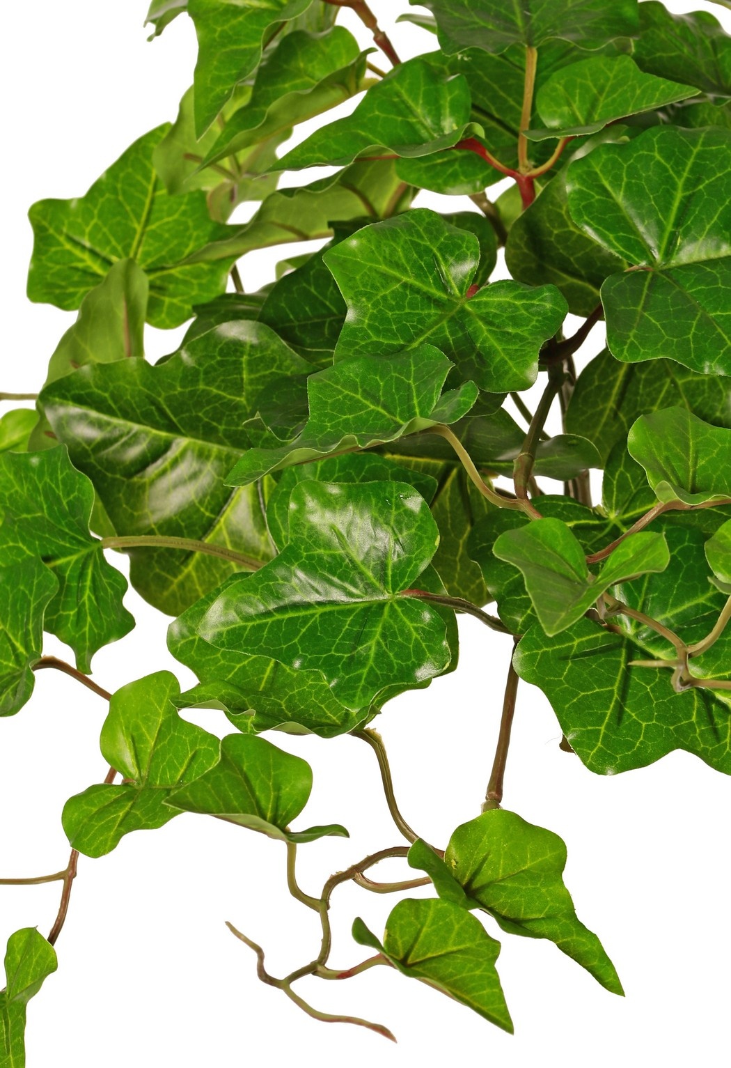 Hedera hibernica plant (Atlantic ivy), "Basic" with 68 PE leaves, UV-resistant, 40 cm