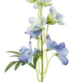 Rittersporn (Delphinium) mit 7 Blüten (Ø 5 cm), 3 Knospen & 1 Blatt, 50 cm