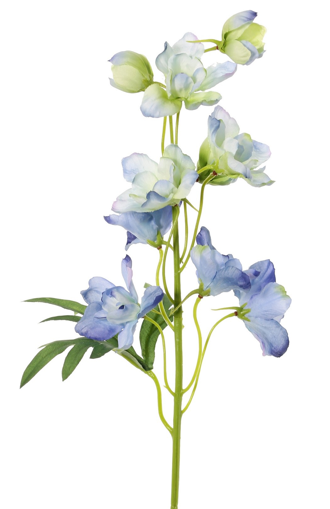 Rittersporn (Delphinium) mit 7 Blüten (Ø 5 cm), 3 Knospen & 1 Blatt, 50 cm