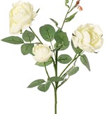 Rosa 'Ariana', 3 flores, 1 capullo de flor, 2 capullos, 31 hojas, 73 cm