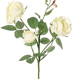 Rose 'Ariana', 3 flowers, 1 flower bud & 2 small buds, 31 leaves, 73 cm