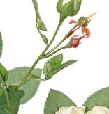 Roos (Rosa) 'Ariana', 4 vertakkingen, met 3 bloemen, 1 bloemknop & 2 knopjes, 31 blad, 73 cm