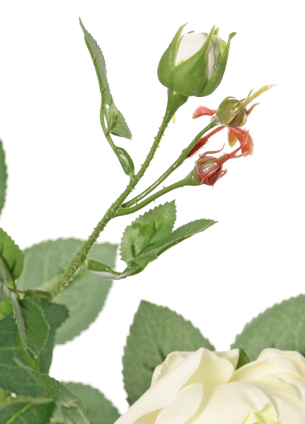 Rose 'Ariana', 4 Verzweigungen, 3 Blumen, 1 Blumenknospe, & 2 kl. Knospen, 31 Blätter, 73 cm