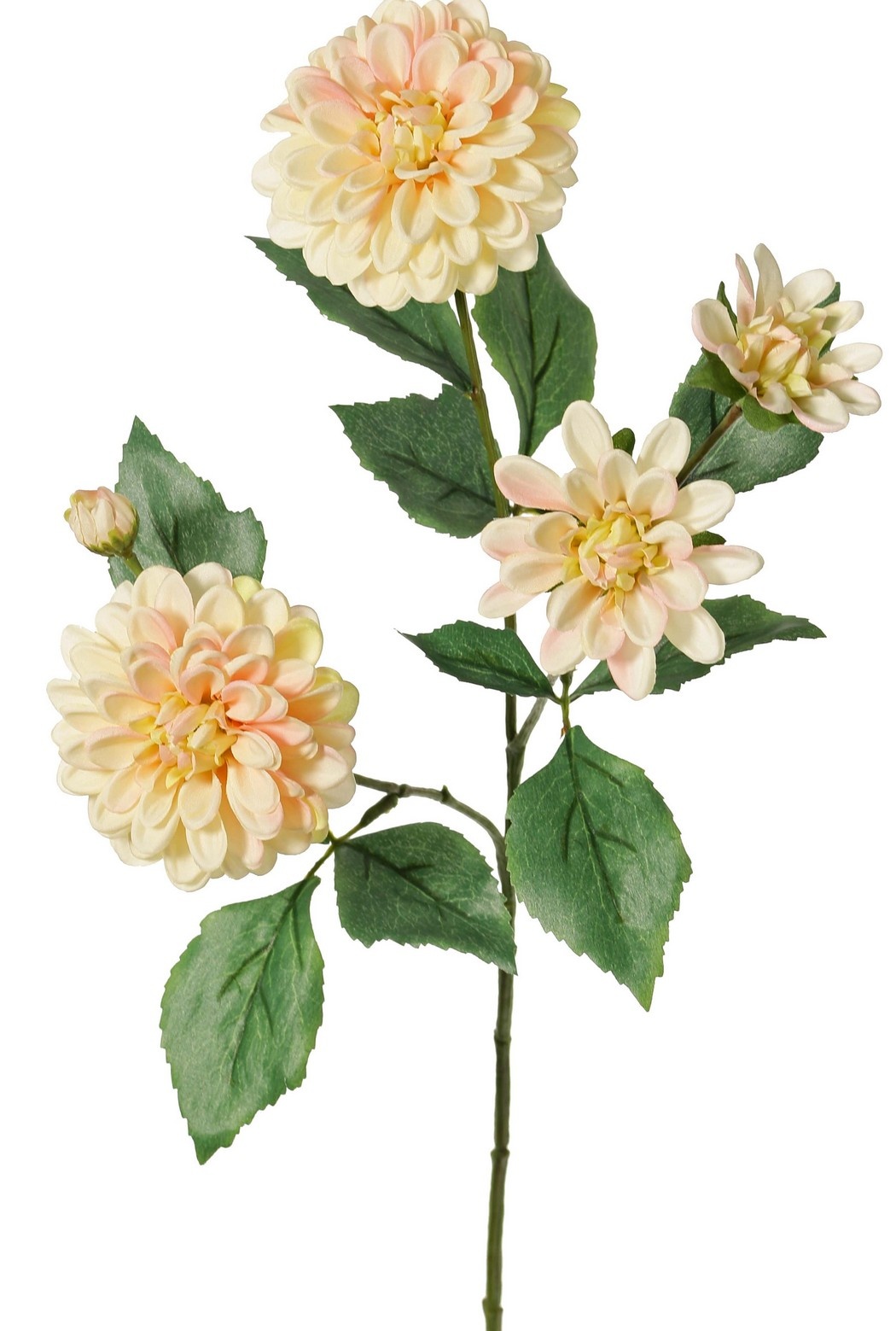 Dahlia 'Garden Art', with 4 flowers (2x L/1x M/1x S) & 1 bud, with 12 leaves, 69 cm