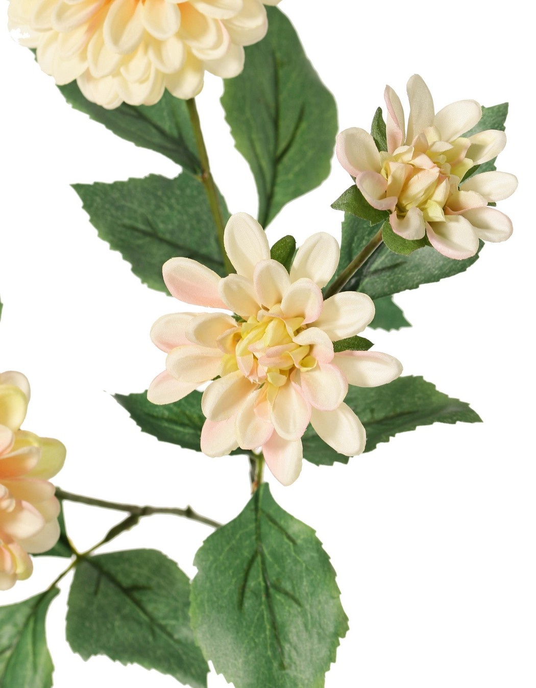 Dahlia 'Garden Art', with 4 flowers (2x L/1x M/1x S) & 1 bud, with 12 leaves, 69 cm