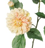 Dahlia 'Garden Art', met 4 bloemen ( 2x L/1x M/1x S) & 1 knop, met 12 bladeren, 69 cm