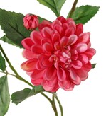 Dahlia 'Garden Art', with 4 flowers (2x L/1x M/1x S) & 1 bud, with 12 leaves, 69 cm