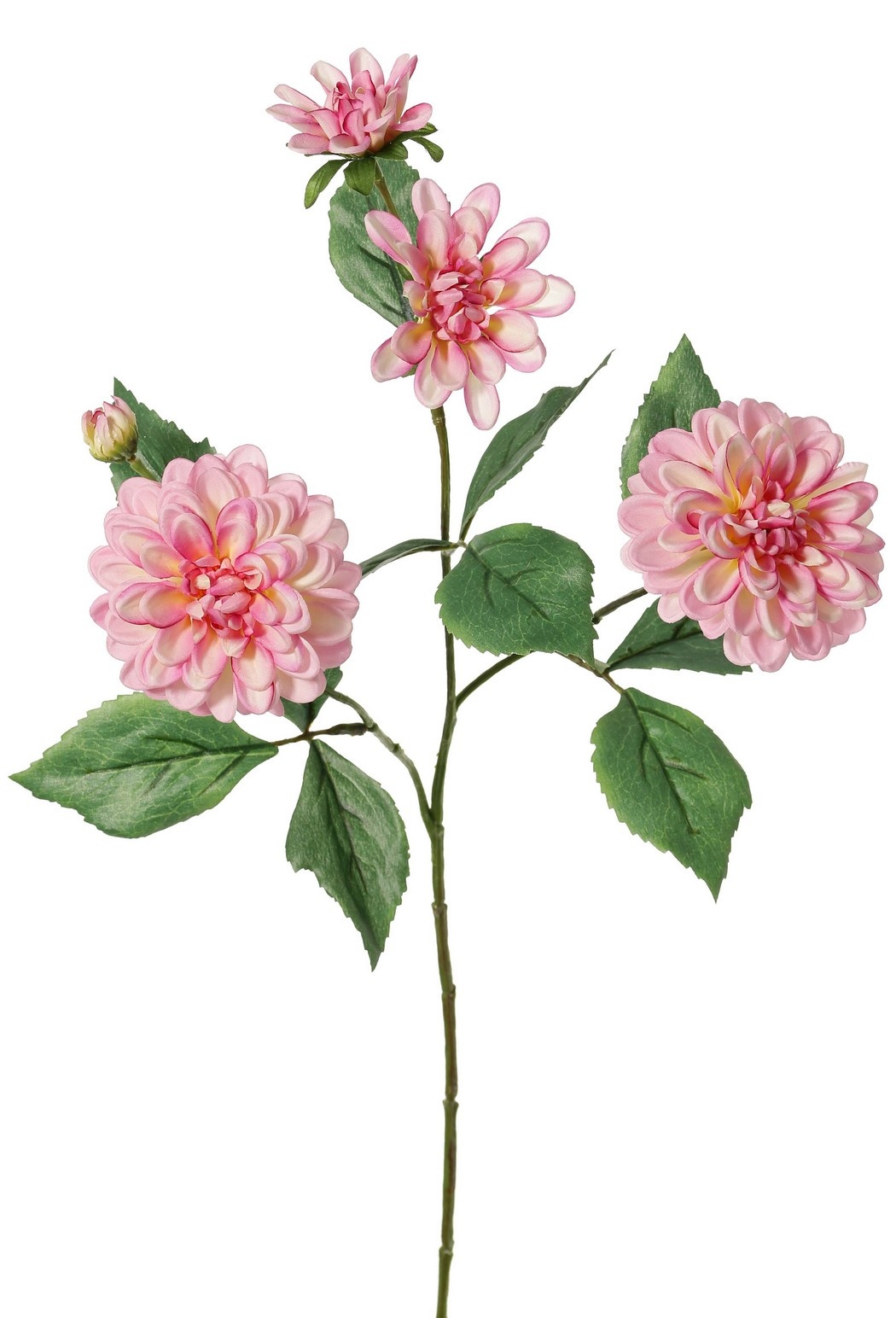 Dahlia 'Garden Art', with 4 flowers (2x L/1x M/1x S) & 1 bud, with 12 leaves, 69 cm