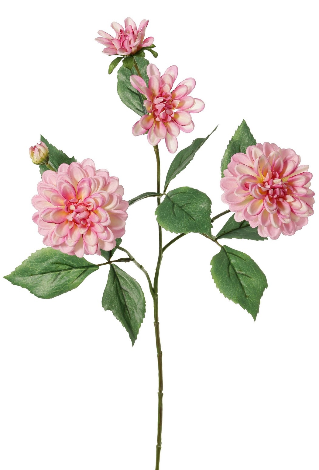 Dalia 'Garden Art', con 4 flores (2x L/1x M/1x S) y 1 capullo, con 12 hojas, 69 cm