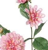 Dahlia 'Garden Art', met 4 bloemen ( 2x L/1x M/1x S) & 1 knop, met 12 bladeren, 69 cm