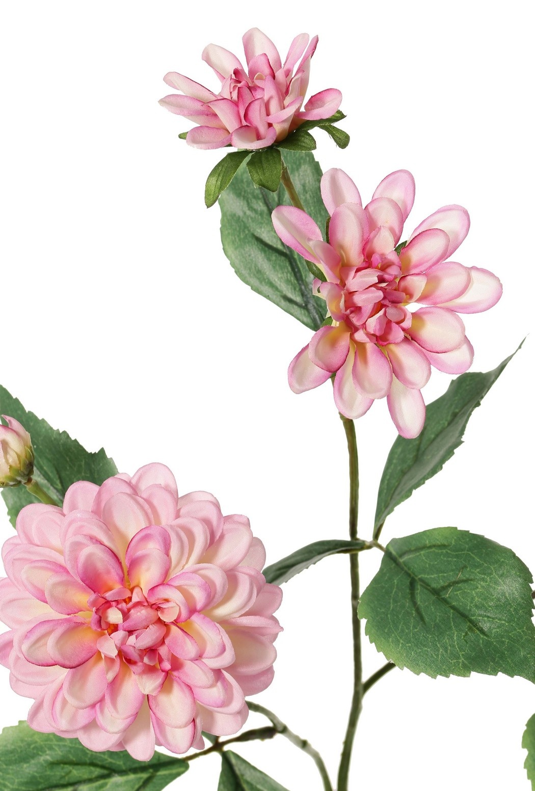 Dahlia 'Garden Art', with 4 flowers (2x L/1x M/1x S) & 1 bud, with 12 leaves, 69 cm