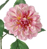 Dahlia 'Garden Art', met 4 bloemen ( 2x L/1x M/1x S) & 1 knop, met 12 bladeren, 69 cm