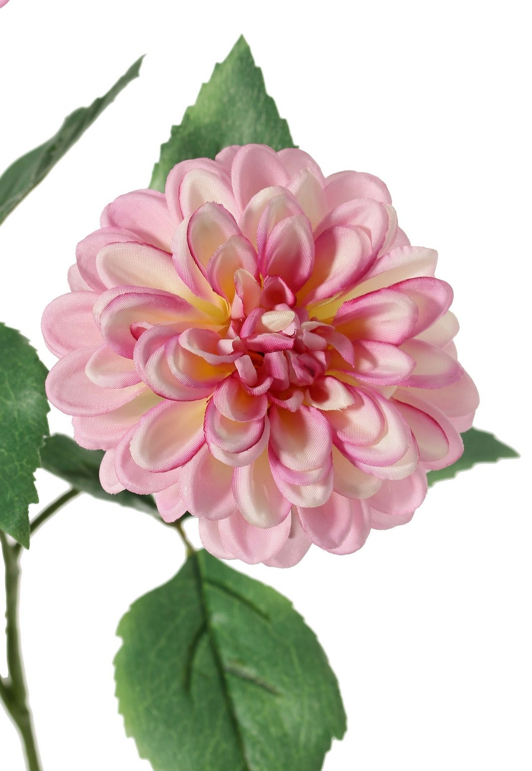 Dahlia 'Garden Art', met 4 bloemen ( 2x L/1x M/1x S) & 1 knop, met 12 bladeren, 69 cm