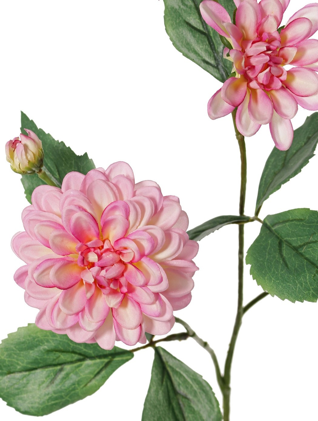 Dahlia 'Garden Art', with 4 flowers (2x L/1x M/1x S) & 1 bud, with 12 leaves, 69 cm