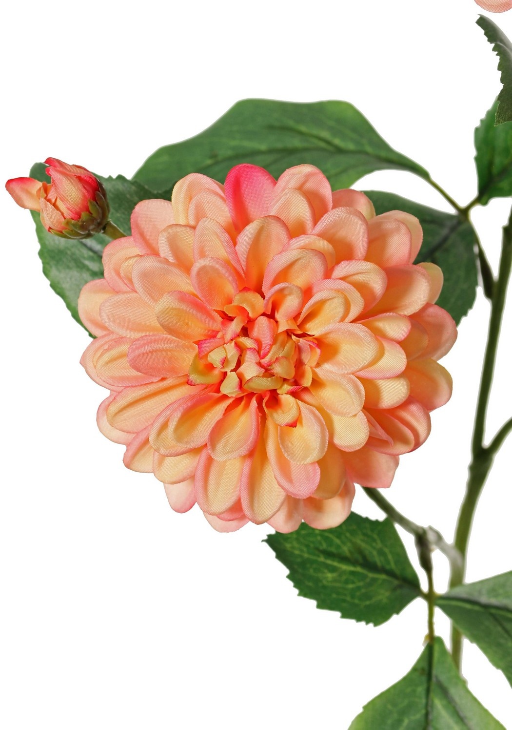 Dahlia 'Garden Art', met 4 bloemen ( 2x L/1x M/1x S) & 1 knop, met 12 bladeren, 69 cm