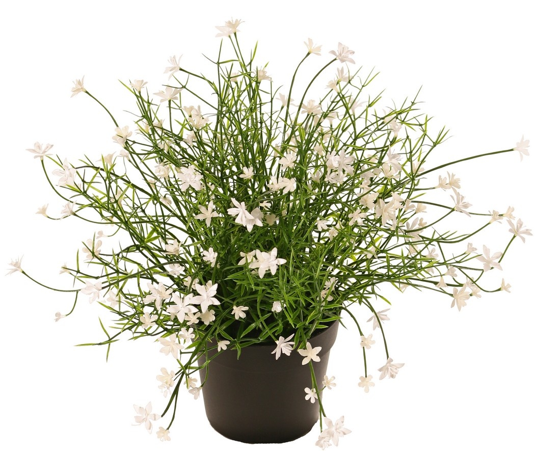 Impatiens (Busy Lizzie) plant, with 192 flowers, full plastic, H 25 cm, Ø 25 cm, in pot