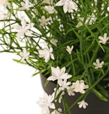 Planta Impatiens con 192 flores, de plástico, a. 25 cm, Ø 25 cm, en maceta