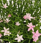 Impatiens (Vlijtig liesje) plant, met 192 bloemen, vol plastic, H 25 cm, Ø 25 cm, in pot