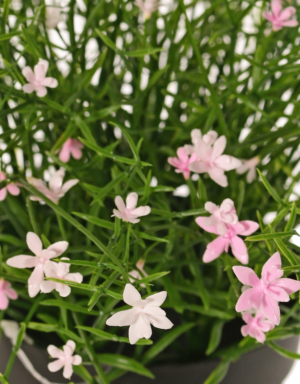 Impatiens (Busy Lizzie) plant, with 192 flowers, full plastic, H 25 cm, Ø 25 cm, in pot