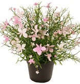 Impatiens (Vlijtig liesje) plant, met 184 bloemen, vol plastic, H 25 cm, Ø 25 cm, in pot