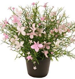 Planta de impatiens, con 184 flores, plástico macizo, a. 25 cm, Ø 25 cm, en maceta