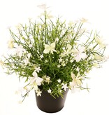 Impatiens (Vlijtig liesje) plant, met 184 bloemen, vol plastic, H 25 cm, Ø 25 cm, in pot