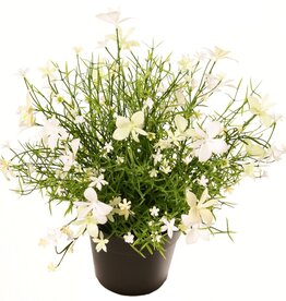Impatiens plant, with 184 flowers, solid plastic, H 25 cm, Ø 25 cm, in a pot