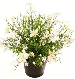 Planta de impatiens, con 184 flores, plástico macizo, a. 25 cm, Ø 25 cm, en maceta