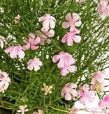 Impatiens with 269 mixed flowers, solid plastic, Ø 40 cm, H. 40 cm, in a pot